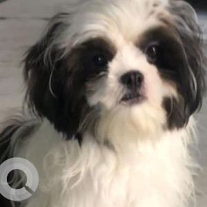 Missing: Black and White Female Shih Tzu Dog from Indira nagar colony, lothukunta near lakshmi kalamandir