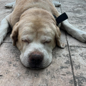 Found: White Male Labrador Dog from Prabhat road-2