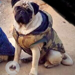 Missing: White Male Pug Dog from Boudhuwar Marg, gate no.1 siddhartha tole