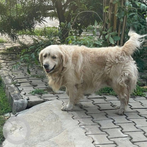 A White-Brown Mix Labrador Dog Found from Sarasvatipuram, Mysuru