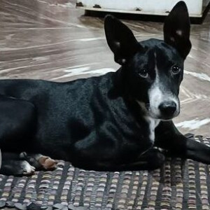 Missing: Black and White Male Indie Dog from Dandeavaddo Chinchinim-2
