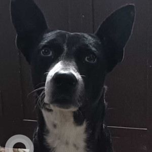 Missing: Black and White Male Indie Dog from Dandeavaddo Chinchinim