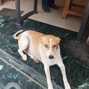 A White-Brown Mix Indie Dog Missing from Pimpri Colony, Pimpri Chinchwad