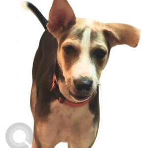 Missing: Black and Brown Male Indie Dog from Khar Danda Bazar Galli