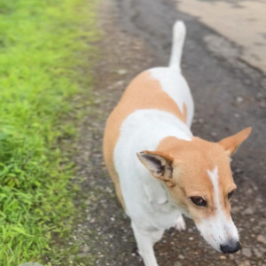 A White-Brown Mix Indie Dog Missing from Pimpri Colony, Pimpri Chinchwad-3