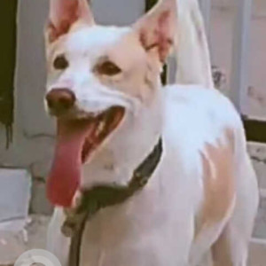 Missing: White Male Indie Dog from Shri Ram Farm Poiya Ghat Dayalbagh
