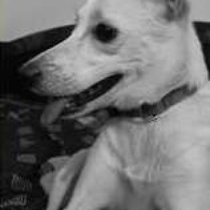 Missing: White Female Indie Dog from Bhogal Market