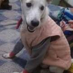 Missing: White Female Indie Dog from Bhogal Market-2