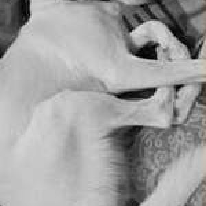 Missing: White Female Indie Dog from Bhogal Market-3