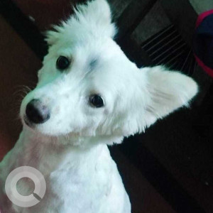 Missing: White Female German Spitz Dog from Jadavpur Girl High School, Jadavpur, Kolkata-2