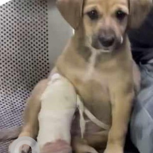 Missing: Brown Male Indie Dog from Dwarka Sector 13, Metro Station Gate  No. 2-2