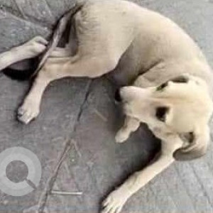 Missing: Brown Male Indie Dog from Dwarka Sector 13, Metro Station Gate  No. 2-3