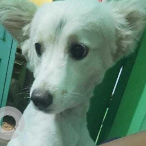 Missing: White Female German Spitz Dog from Jadavpur Girl High School, Jadavpur, Kolkata