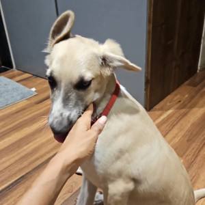 Found: White Female Indie Dog from lane 3, Shivaji Hsg society