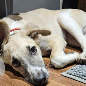 Found: White Female Indie Dog from lane 3, Shivaji Hsg society-3