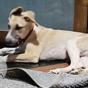 Found: White Female Indie Dog from lane 3, Shivaji Hsg society-2