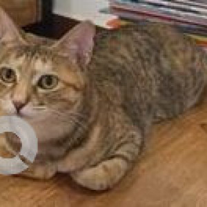 Missing: White and Grey Female Indie Cat from Newwada, Morjim-2