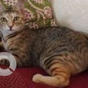 Missing: White and Grey Female Indie Cat from Newwada, Morjim-3