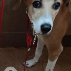 A White-Brown Mix Indie Dog Missing from Arkavathy Layout, Bengaluru