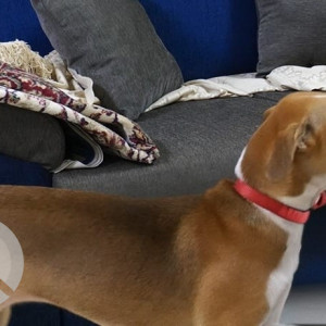 A White-Brown Mix Indie Dog Missing from Arkavathy Layout, Bengaluru-2