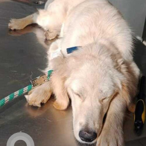 White Female Golden Retriever Dog is Found from Turahalli forest end near Bsk 6th STG