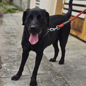 Found: Black Female Labrador Dog from KLE Law college, Ullal-2