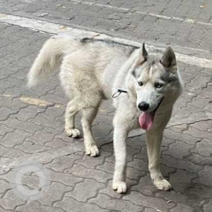 Missing: White and Grey Male Husky Dog from Sapphire park, Park Street Wakad