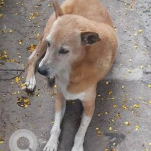 Missing: White-Brown Mix Female Indie Dog from North Road, Cooke Town-2