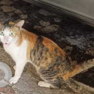 A White-Brown Mix Calico Cat Missing from Jogeshwari East, Mumbai
