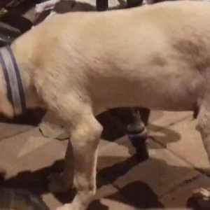 Missing: White Male Indie Dog from Chimni garden  golf club road chembur-3