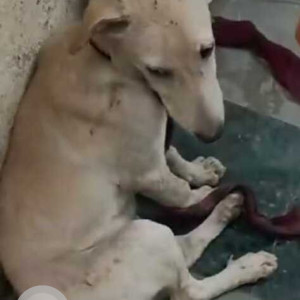 Missing: White Male Indie Dog from Chimni garden  golf club road chembur-2