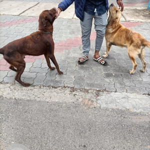 Found: Brown Male Indie Dog from VN Fuel Station (Bharat Petroleum), Off Turahalli Forest, Pavamanapura-2