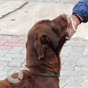 Found: Brown Male Indie Dog from VN Fuel Station (Bharat Petroleum), Off Turahalli Forest, Pavamanapura