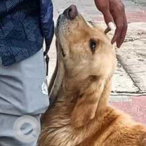 Found: Golden Male Labrador Dog from VN Fuel Station (Bharat Petroleum), Off Turahalli Forest, Pavamanapura