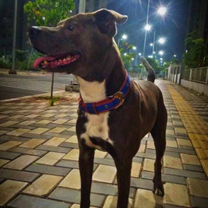 A Brown Indie Dog Missing from Moshi, Pimpri Chinchwad-2