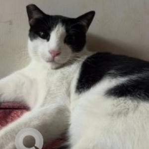 A Black and White Indie Cat Missing from Teynampet, Chennai