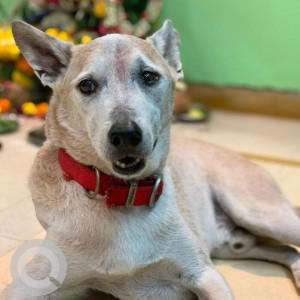 Missing: Brown Male Indie Dog from Shivaji Park,Dadar West, Mumbai-2