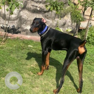 Black and Brown Male Doberman Dog is Missing from Bharat nagar Kalmna market road nagpur