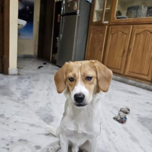 Missing: White-Brown Mix Male Beagle Dog from Nizampet Bhavyas Anadam-2