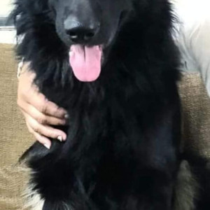 Black Male German Shepherd Dog is Missing from Cherai, Thane West near Dagdi school