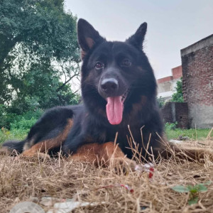 Missing: Black and Brown Male German Shepherd Dog from Katra & Basti