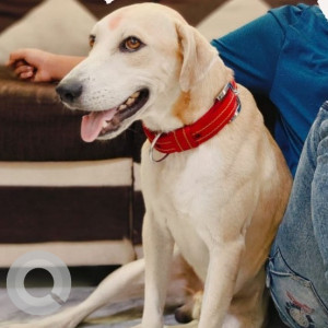 Missing: White-Brown Mix Male Indie and Labrador cross Dog from Delhi Public School, Mahendra Hills, Secunderabad
