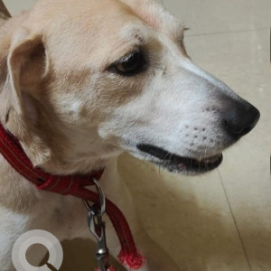 Missing: White-Brown Mix Male Indie and Labrador cross Dog from Delhi Public School, Mahendra Hills, Secunderabad-2
