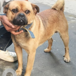 Missing: Brown Not Available Pug Dog from Samakhusi Tokha Road