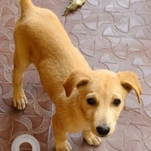 Found: Brown Male Indie Dog from Royal County Layout, Ist phase Gottigere, Bannerghatta, Bengaluru-2