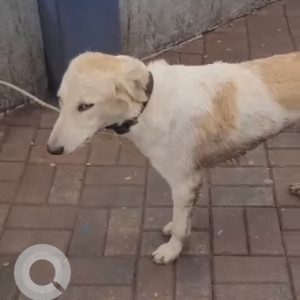 A White-Brown Mix Indie Dog Found from Kondhwa, Pune