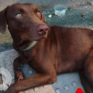 Found: Brown Male Indie Dog from Sky Vista Building, D.N. Nagar, Andheri West