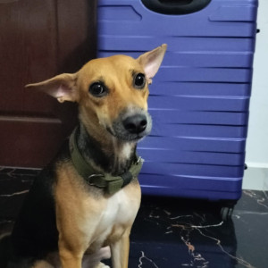 Missing: Black and Brown Female Indie Dog from Puzhuthivakkam