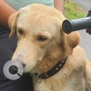 Found: White-Brown Mix Male Indie Dog from Karvenagar Near Cummins College (Polekars Idli lane)-3