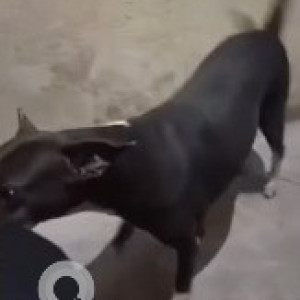 A Black and White Indie Dog Missing from Choolaimedu, Chennai-3